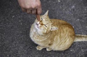 chats errants mangeant dans la rue photo