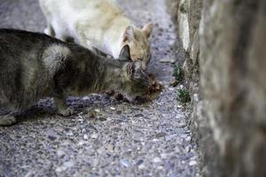 chats errants mangeant dans la rue photo