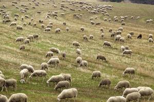 moutons dans le champ
