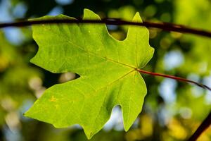 grande feuille érable arbre feuilles retour allumé par Soleil photo