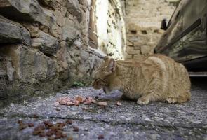 chats errants mangeant dans la rue photo