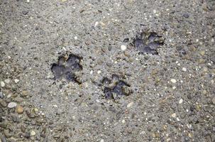 traces de chien au sol