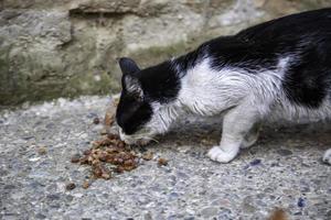 chats errants mangeant dans la rue photo
