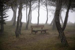 forêt avec brouillard photo