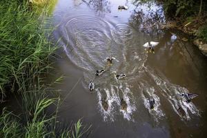 canards dans l'étang
