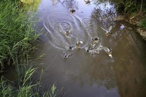 canards dans l'étang