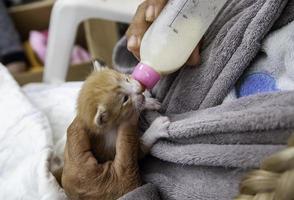 chiot chat abandonné lait photo