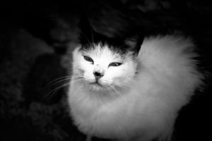 chat domestique persan photo