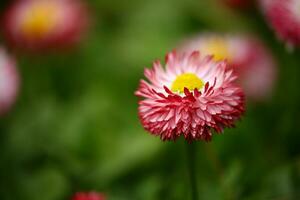 peu profond concentrer la photographie de rose fleurs photo