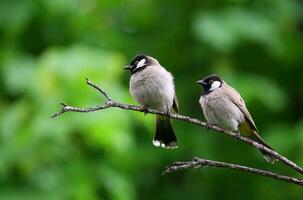 oiseaux blancs et noirs perçant sur une branche d'arbre photo