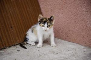 chatons abandonnés nature photo