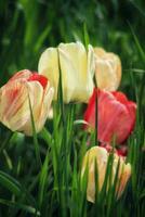 tulipes, fleurs, jardin image photo