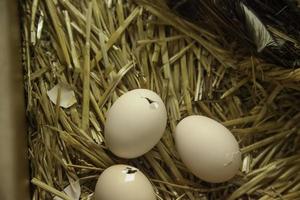 poussin éclos d'oeuf photo