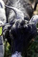 chèvres à la ferme photo