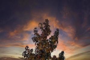 arbre d'automne avec ciel photo