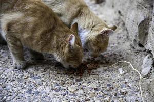 chats errants mangeant dans la rue photo