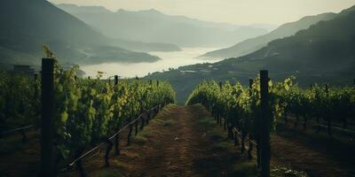 génératif ai, magnifique italien vignoble, vert paysage. Lignes de vignes sur le coucher du soleil photo