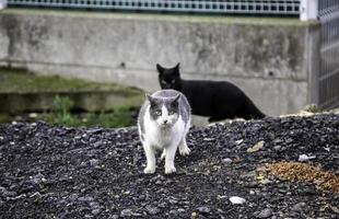 chats errants mangeant dans la rue photo