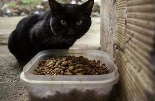 chats errants mangeant dans la rue photo