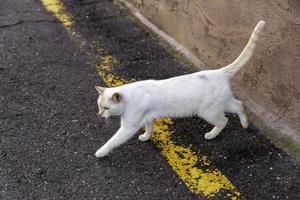 chat errant abandonné photo