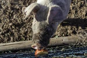 cochon dans une ferme d'animaux photo