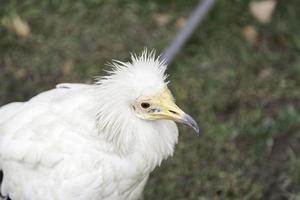 petit parc d'aigle photo