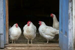 blanc mère les poules supporter sur le porche de leur coopérative et Regardez à le caméra. photo