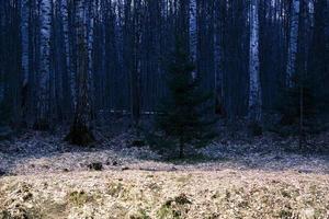 mystère forêt d'automne panorama dans le brouillard du matin photo