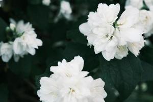 fleurs de jasmin blanc en fleurs sur le buisson avec des feuilles vertes photo