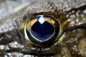 gros plan de grenouille sur fond blanc photo