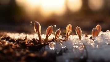 germination des graines de légume sur le Terre en dessous de neige dans hiver, ai généré photo