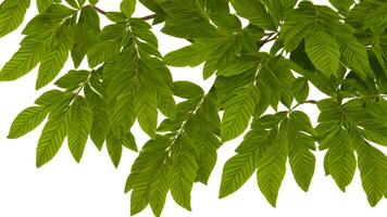 tropical vert feuilles sur blanc toile de fond pour Contexte. ai génératif photo