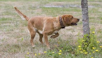 chien de chasse faisant le signe en france photo