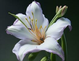 lis, magnifique fleur sur blanc arrière-plan, ai généré photo