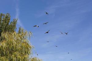 Vol de pigeons au-dessus de la ville de garray, province de soria, castilla y leon, espagne photo