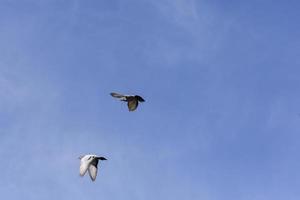 Vol de pigeons au-dessus de la ville de garray, province de soria, castilla y leon, espagne