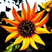 une tournesol avec Jaune pétales photo