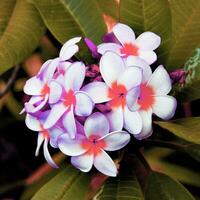 une bouquet de fleurs avec une oiseau séance sur Haut photo