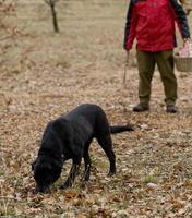 récolte de truffes noires avec l'aide d'un chien à lalbenque, france photo