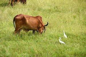 les vaches et les taureaux paissent sur un champ d'herbe luxuriante photo