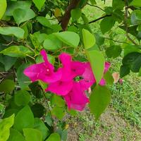 mignonne et coloré fleurs avec vert feuilles dans une tropical pays. photo