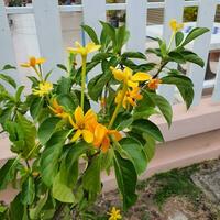 mignonne et coloré fleurs avec vert feuilles dans une tropical pays. photo