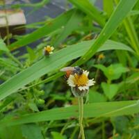 peu abeille en mangeant fleurs dans une tropical pays en dessous de le chaud Soleil. photo