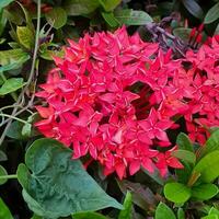 mignonne et coloré fleur avec vert feuilles dans une tropical pays. photo