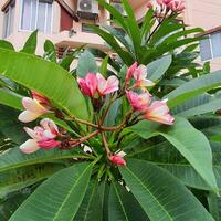 mignonne et coloré fleur avec vert feuilles dans une tropical pays. photo