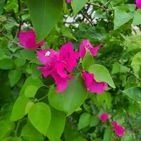 mignonne et coloré fleur avec vert feuilles dans une tropical pays. photo