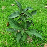 une petit plante avec vert feuilles dans une tropical pays. photo