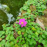 petit fleurs et vert feuilles dans tropical des pays photo