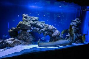 murène les anguilles, ou muraenidae dans aquarium. photo