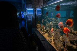rouge poisson nager dans aquarium. photo